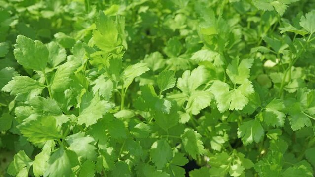 Footage of close up green coriander cilantro leaf in greenhouse farm.