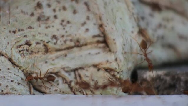 Weaver ants (Oecophylla) work together to find food. HD video.