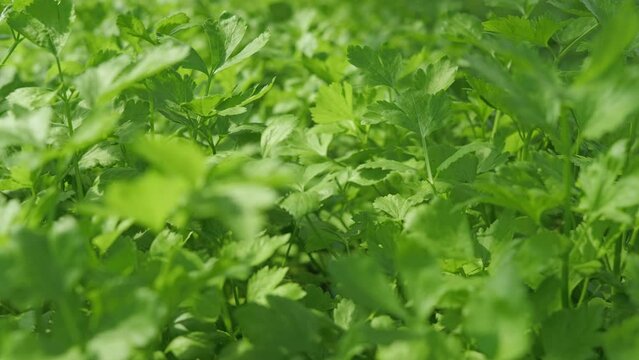 Footage of close up green coriander cilantro leaf in greenhouse farm.