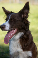 border collie puppy with eyes closed, mouth open, and tongue out