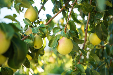  A bunch of pears in the tree in sunlight  