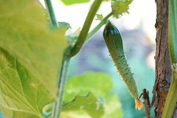 Young plant cucumber with blooming cucumber flowers. Cultivation of cucumbers in garden. Vegetables plantation. Growing organic food. Cucumbers harvest