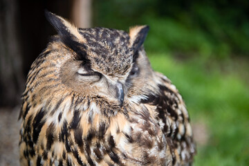Sleeping Eurasian Eagle Owl