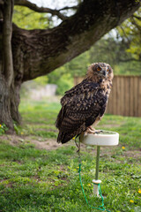 young Eurasian Eagle Owl (Bubo bubo)