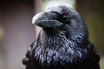 detail of black raven