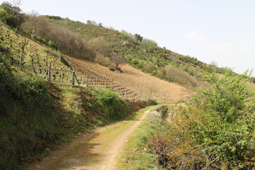 Vineyards located on slopes in the region of El Bierzo, León, Spain in early spring