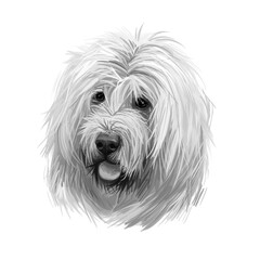 Romanian mioritic dog digital art illustration livestock guardian breed that originated in Carpathian Mountains of Romania. Romania originated mountain pet with long white fur and stuck out tongue.