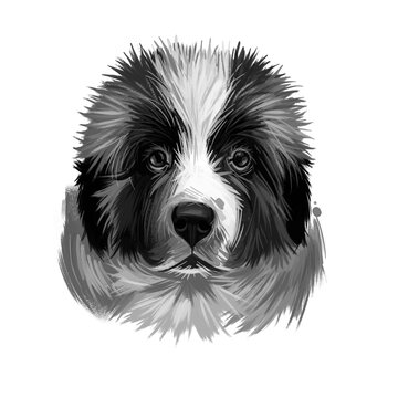 Moscow watchdog, Russian Moskovskaya storozhevaya sobaka digital art illustration. Russia originated pet of large weight and gentle temperament. Mountain dog canine powerful breed closeup portrait.