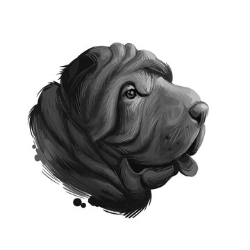 Miniature mini shar pei dog, profile portrait digital art illustration. Pet bred from recessive gene of shar-pei, Chinese originated puppy. Animal from China with wide padded muzzle, highly set ears.
