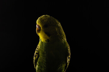 Small green budgerigar sits on a perch isolated on a black background	
