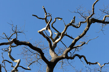old oak at the tumuli in Kalletal Haiberg