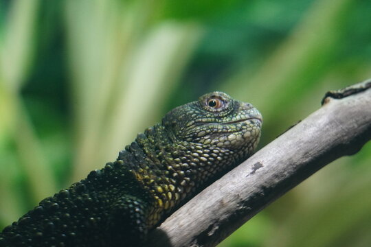 Chinese crocodile lizard