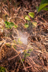 spider web in the grass. spider's lair cobweb in a terrarium snag nature mysticism exotic animals poison danger fear