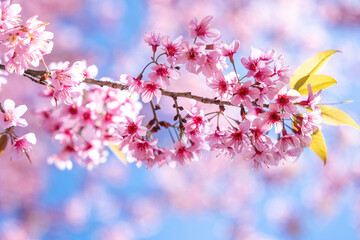 In the garden there are cherry blossom trees that bloom in pink during cherry blossom season.