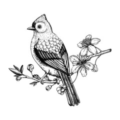 Tufted titmouse sitting on flowering cherry branch sketch. Vector spring illustration isolated on white background. Hand drawn passerine bird on blooming sakura tree with leaves and flowers design