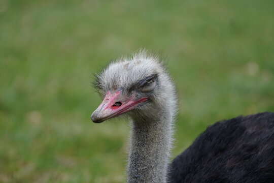 Ostrich