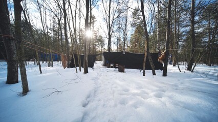 A hut of homeless people in the woods in winter.
