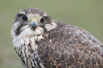 Portrait of a Saker Falcon looking at the photographer
