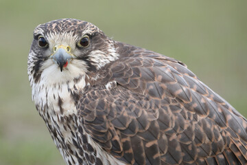 Portrait of a Saker Falcon looking at the photographer
