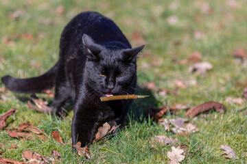 Kleine schwarze Katze mit Stöckchen