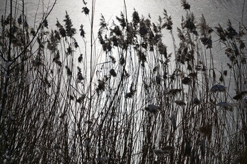 Dried reeds on lake shore in winter - backlit