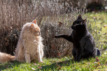 Katzen spielen im Garten