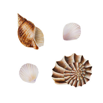 Watercolor composition with shells. Hand painting clipart underwater life objects on a white isolated background. For designers, decoration, postcards, wrapping paper, scrapbooking, covers