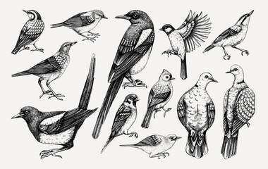 Vector collection of hand-drawn birds illustrations in engraved style. Popular backyard birds - magpie, dove, sparrow, great tit isolated on vinatge background. Detailed wildlife drawings set. - 570248772