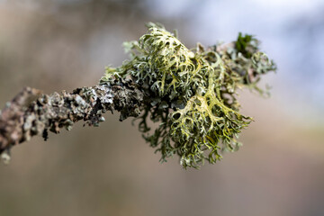 Flechte an abgestorbenem Ast