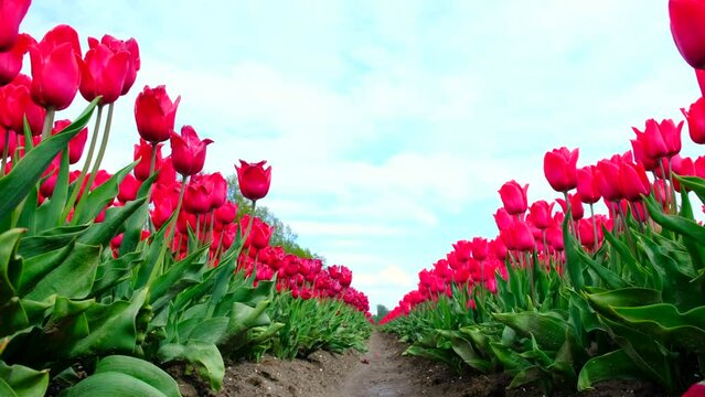 Red tulips growing in a field seen from below