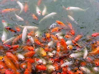 Group of Koi fish or nishikigoi swim at ponds under the sun flat lay view
