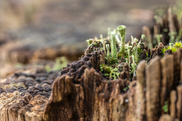Cladonia Becherflechte auf abgestorbenem Baumstamm macro