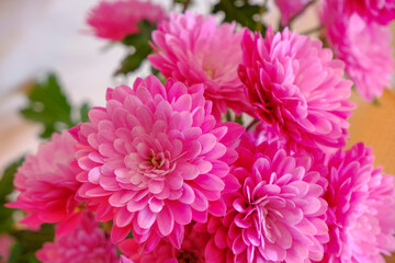 pink chrysanthemum flowers closeup. Macro. Postcard design. Copy space. Wedding invitation, gift concept
