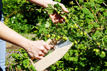 Woman at gardening in the garden crops gooseberries with harvest helper - 570252141
