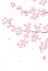 Obraz na płótnie Canvas 手描き風の桜の花_メッセージカード背景イラスト_Clip art of cherry blossom for background