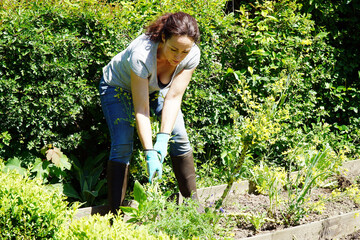 Woman gardening in the garden plucks weed - obrazy, fototapety, plakaty