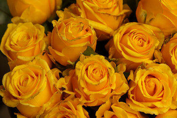 Obraz na płótnie Canvas Selective focus on yellow rose flower