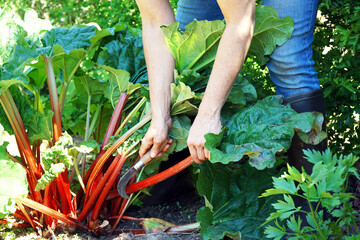 Woman at gardening is harvesting rhubarb  - 570252334