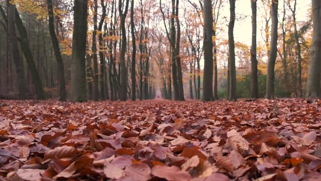 Footpath through a forest during a fall day with fallen leaves on the forest floor in the Veluwe nature reserve in Gelderland Netherlands.