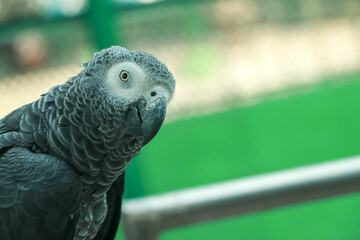 african grey parrot head close-up looking