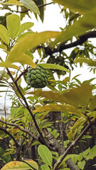 mango tree leaves under the sky