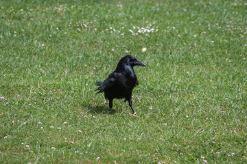 A carrion crow, Corvus corone, walking over short grass and daisies searching for food on a warm sunny day