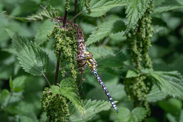 A male southern hawker dragonfly, Aeshna cyanea perched on a dead willow catkin caught in a...