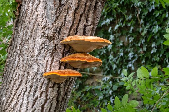 3 bright yellow orange caps of shaggy bracket, Inonotus hispidus, growing on the trunk of a tree. A saprophytic fungi that is pathogenic to the trees it infests.