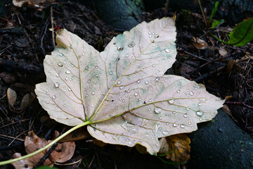 Beautiful leaf with raindrops lies on the ground