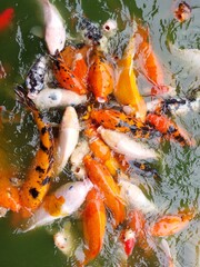 Fototapeta na wymiar Group of Koi fish or nishikigoi swim at ponds under the sun flat lay view