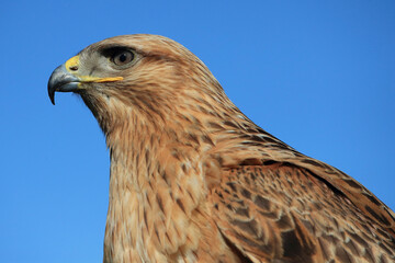 Portrait of a Long-legged Buzzard against a blue sky
