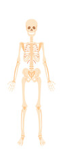 Skeleton flat icon Human anatomy Bones