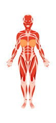 Human anatomy flat icon Muscles and body structure