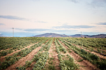 Farm, landscape or green plants growth on sustainability nature, agriculture field or countryside environment. Vegetables, crops or produce on farming garden for food, healthcare or wellness industry